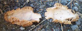Morel mushroom identification hint - hollow inside