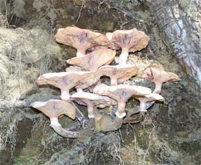 Mushroom identification - the honey fungus