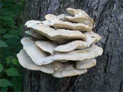 Identifying mushrooms - the northern tooth