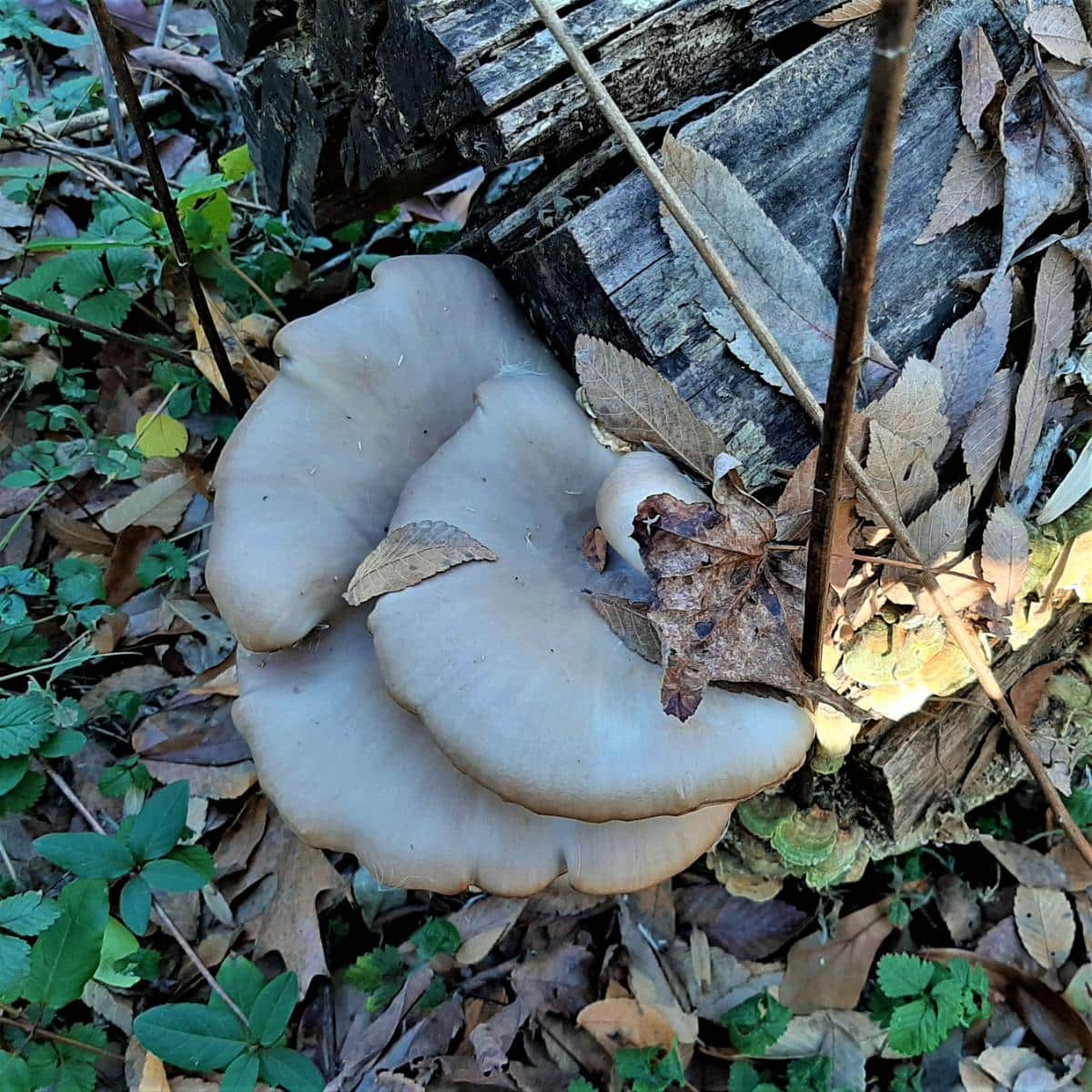 fan shaped caps of oyster mushroom