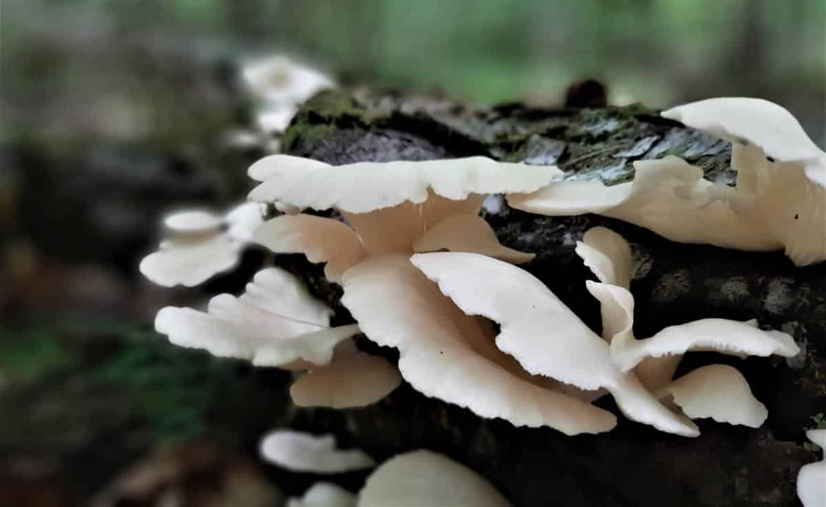 oysters growing across a log