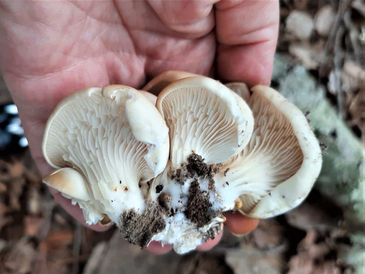 gills on oyster mushroom