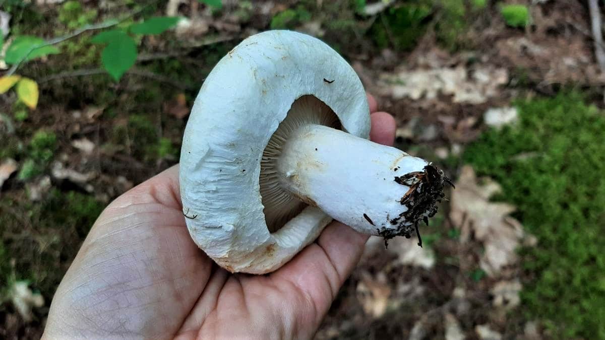 Peppery milkcap mushroom in a hand