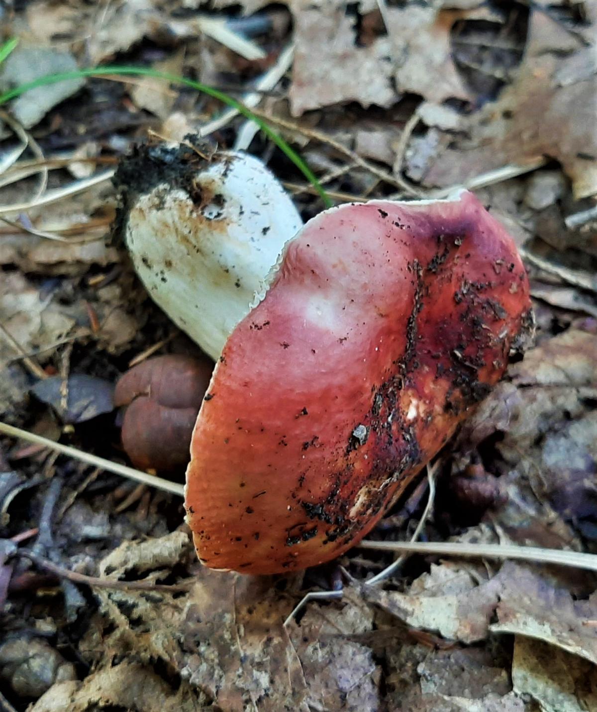 russula with red cap