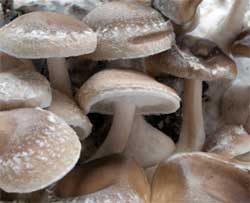 Shiitake mushrooms up close