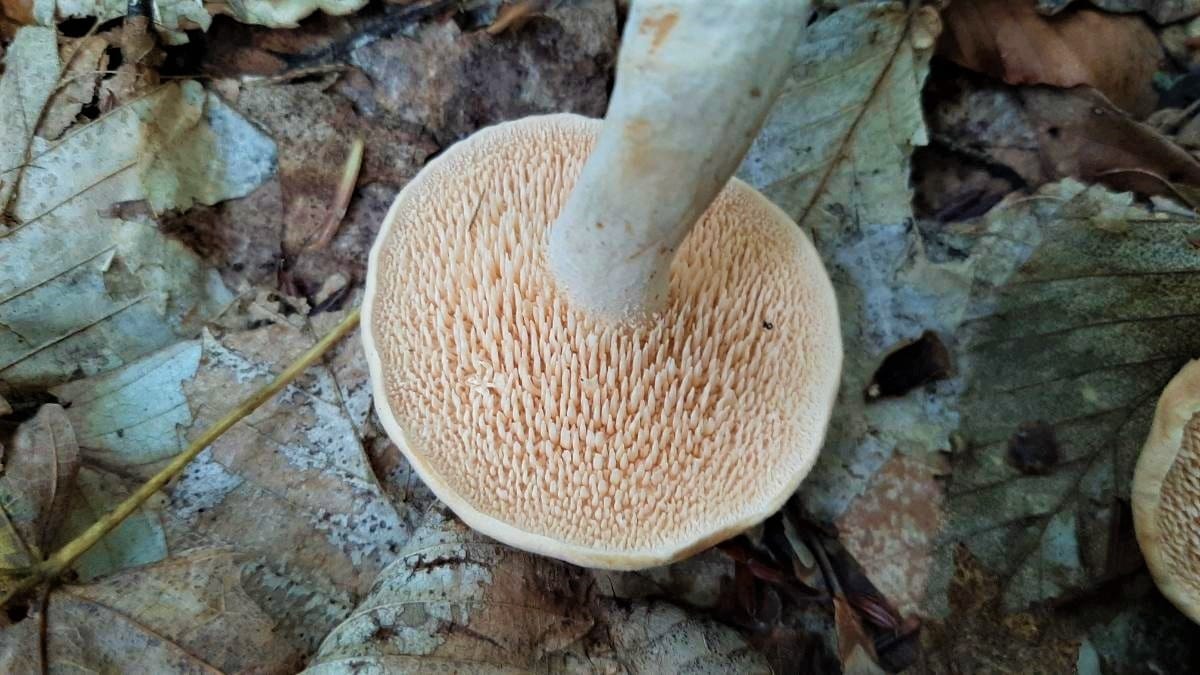 Underside teeth of hedgehog mushroom